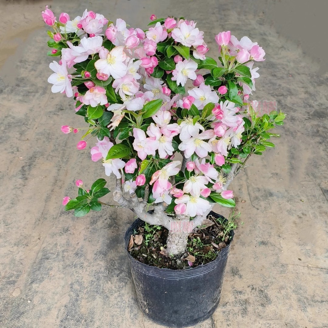 西府海棠花树苗老桩盆景耐寒植物庭院地栽高杆花卉垂丝海棠风景树