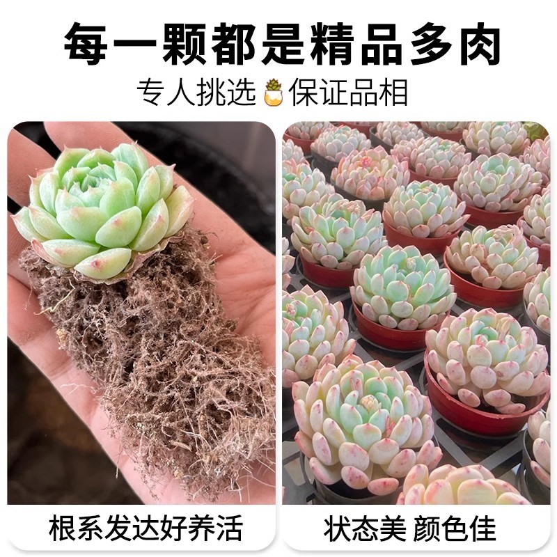 多肉套餐特玉莲女王麦秆剑司诺娃水蜜桃侧影净化空气室内桌面盆栽
