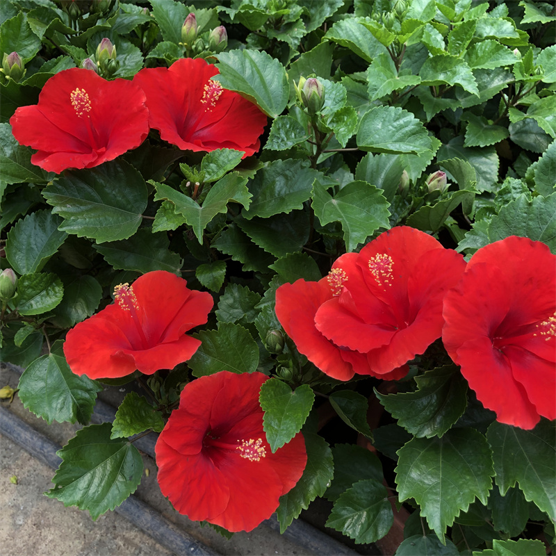 丹麦木槿四季开花重瓣耐寒扶桑花木槿花进口花苗盆栽绿植单瓣阳台