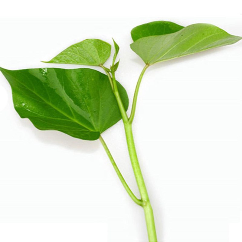 红薯苗100颗 脱毒红薯苗地瓜苗紫薯苗西瓜红烟薯25蜜薯苗种苗包邮