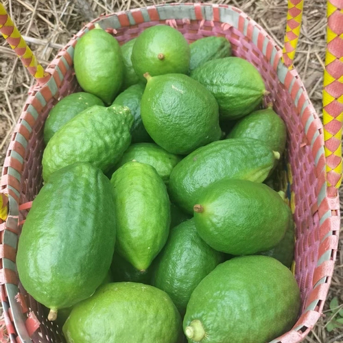 香水青柠檬无籽中大果浓香现摘