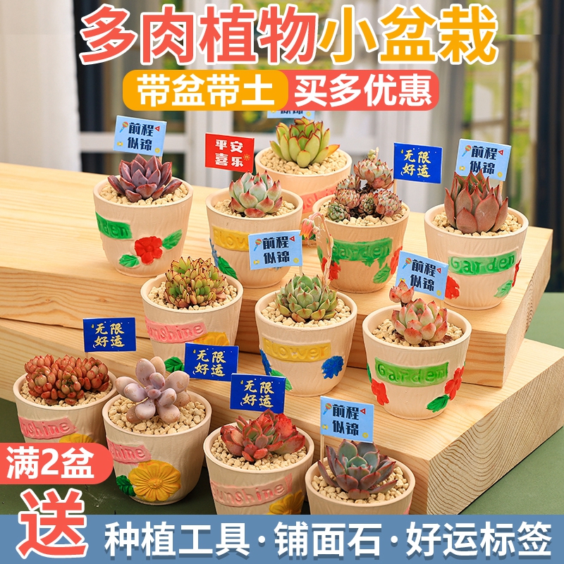 多肉植物含盆带土套装组合室内小盆栽精品肉肉幼儿园花卉绿植四季