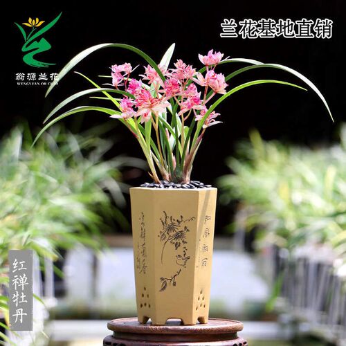 翁源兰花喜花里四季建兰红奇红禅牡丹富山奇蝶带花浓香型好养绿植