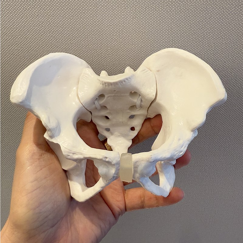 小型可活动女性小骨盆迷你小盆骨产后康复人体骨骼教具模型