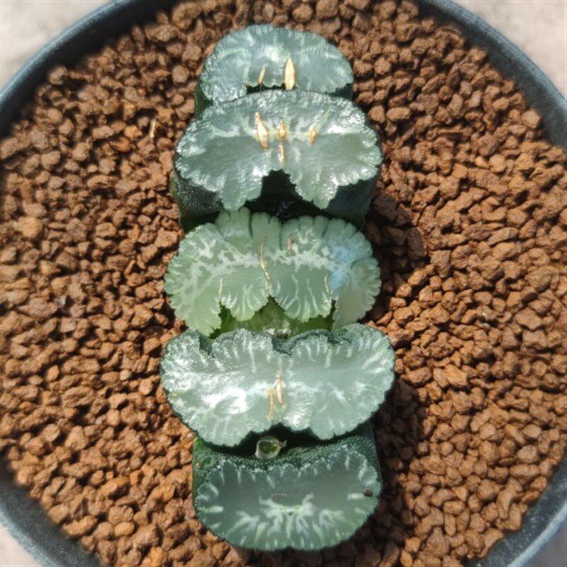十二卷天使之翼玉扇7.3厘米,实物拍照,Q带盆土发货,包邮。
