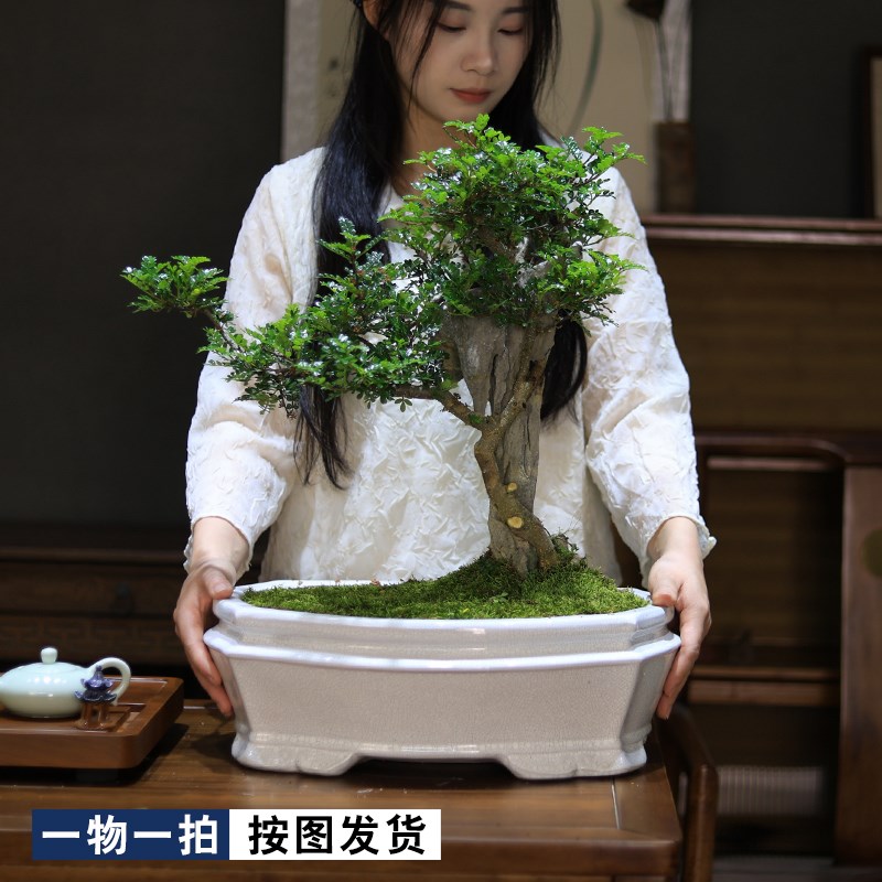 大型附石清香木老桩造型盆景植物室内F假山摆件庭院绿植盆栽胡椒