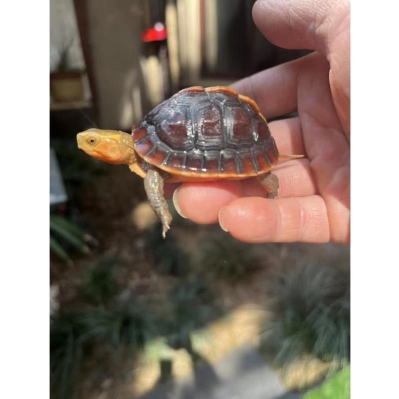 黄缘闭壳龟 黄缘苗黄缘龟台F缘龟安缘苗台缘苗安缘龟