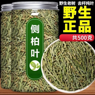 野生侧柏叶新鲜现摘柏树叶扁柏叶洗发乌发泡酒中药柏树枝叶烟熏肉