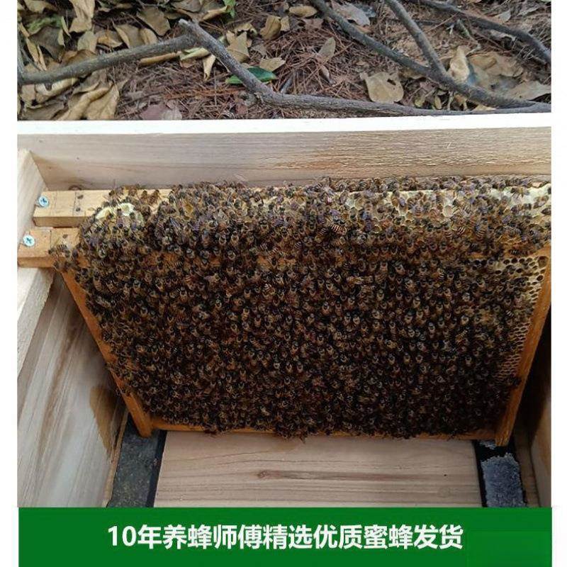 蜜蜂蜂群中带土蜂王蜂群带中华蜂中蜂箱养殖出售活体阿坝蜂脾带子