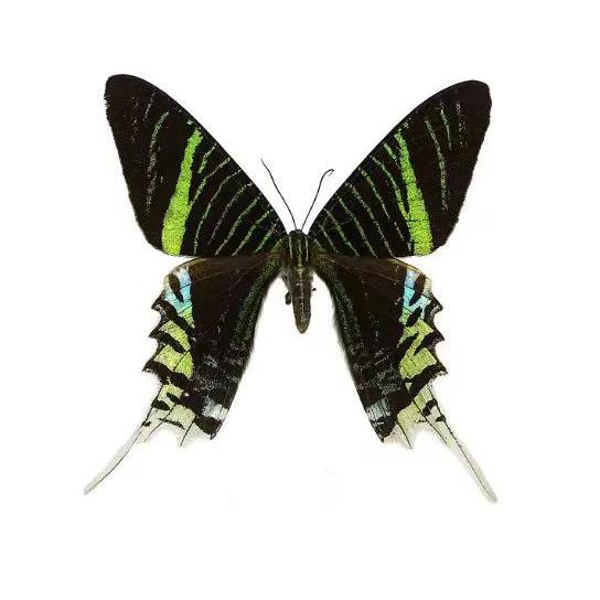 月亮蛾日落蛾金燕蛾真蝴蝶原蝶标本动物展翅相框礼物收藏礼品礼物