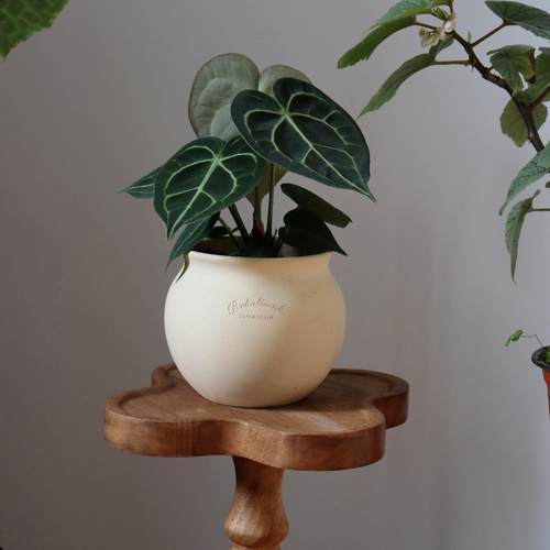 苏太植物 克莱恩水晶花烛 ins热带植物室内盆栽 心形进口观叶绿植