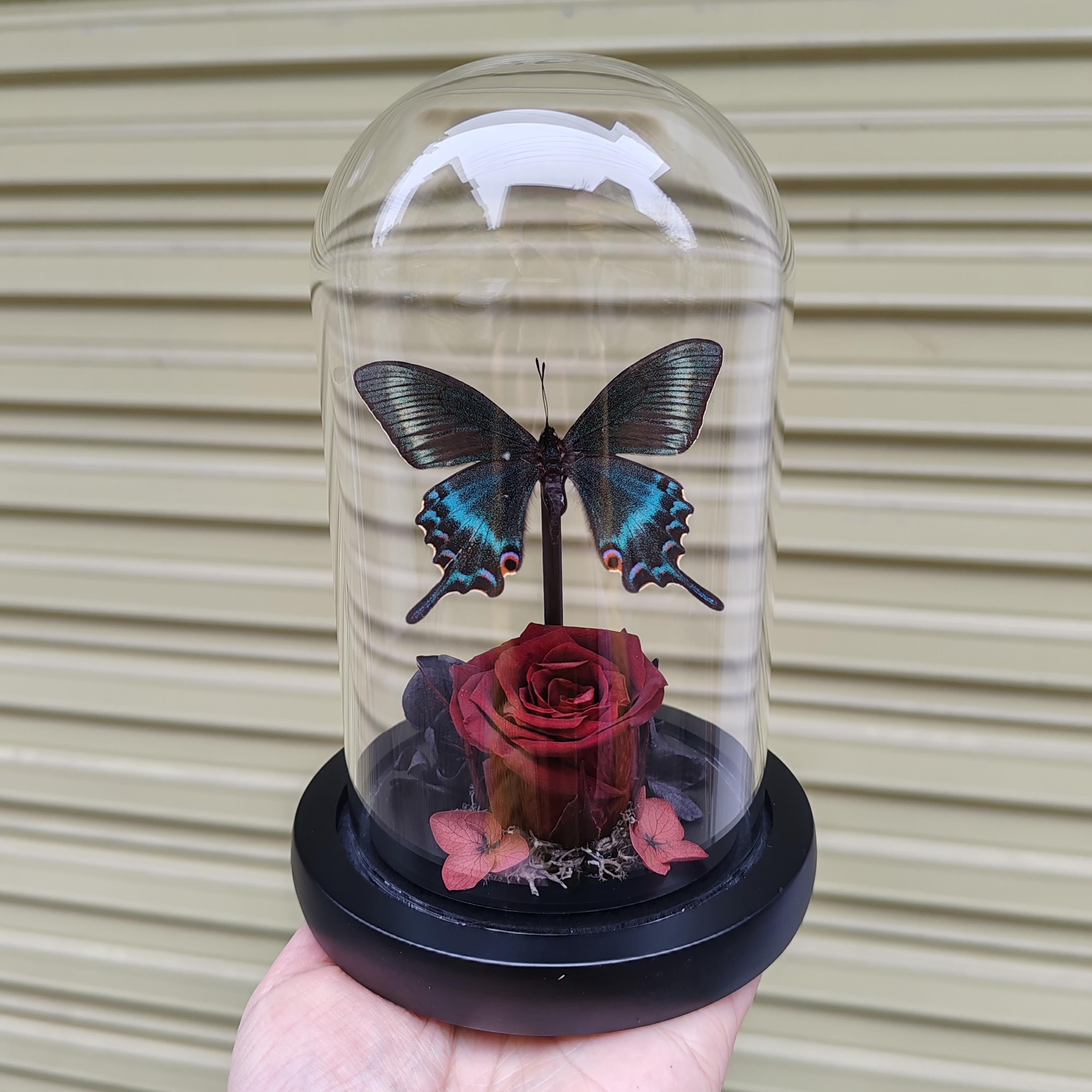 绿带翠凤蝶森林绿皇后真蝴蝶标本艺术玻璃罩摆件手工生日收藏礼物