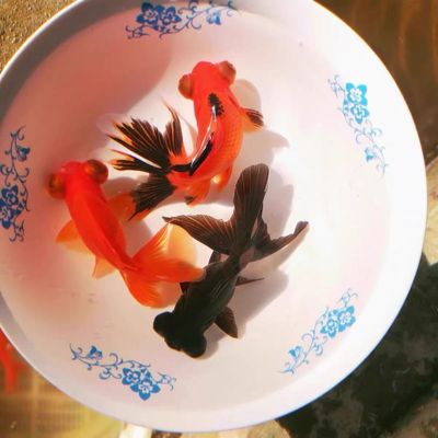 龙睛小金鱼冷水观赏鱼好养耐活红龙睛黑龙睛大眼鱼鱼苗鹤顶红鱼苗