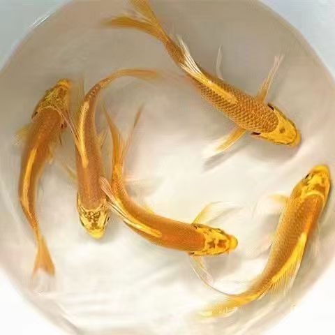 锦鲤冷水观赏鱼黄金锦鲤黑金锦鲤白金锦鲤龙凤锦鲤皮实耐活渔场发