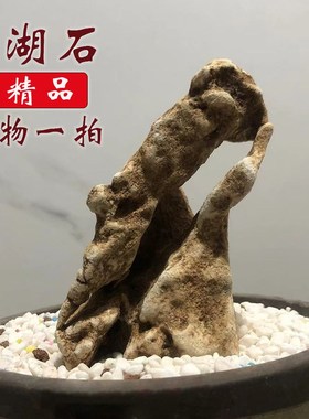 太湖石小天然微景观石盆景菖蒲盆造景附石假山英石