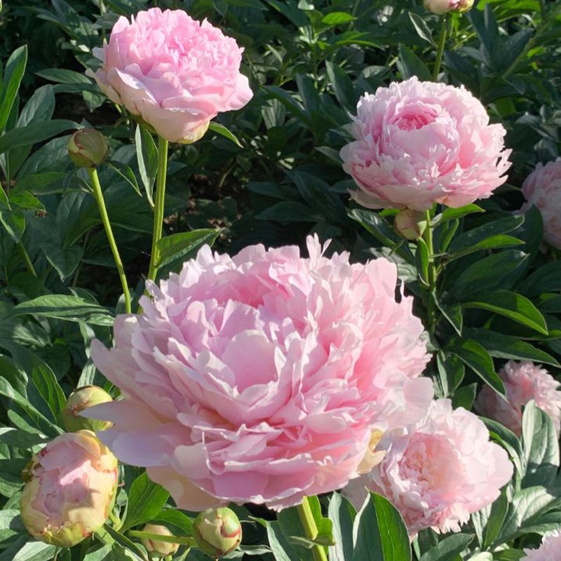 重瓣芍药花苗带芽四季开花种根阳台盆栽庭院鲜花观赏牡丹花卉植物