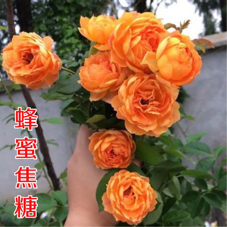 蜂蜜焦糖藤本月季花苗庭院爬藤阳台植物花卉蔷薇多季开花耐寒耐热