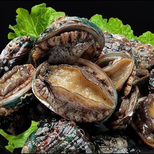 【小乐小主】福建东山岛活冻鲍鱼10头鲍  冷冻鲍鱼