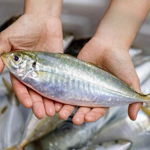 【团长专享】福建东山岛土豪养殖巴浪鱼3-4两/条竹荚鱼