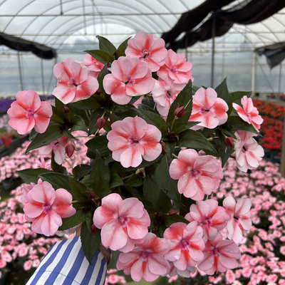 桑贝斯凤仙花花卉盆栽阳台庭院花箱超级凤仙花期长易爆花基地直发