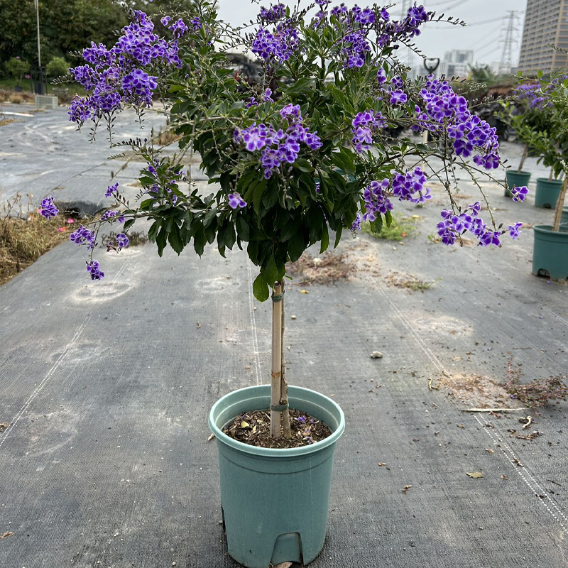 香水连翘棒棒糖蕾丝紫金露花花卉