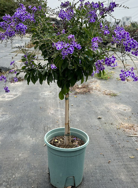 香水连翘棒棒糖阳台花卉紫金露花紫色白色多年生木本庭院花卉盆栽