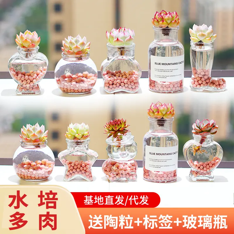 水培多肉植物盆栽桌面盆景居家摆件办公室懒人绿植新手好养景天科