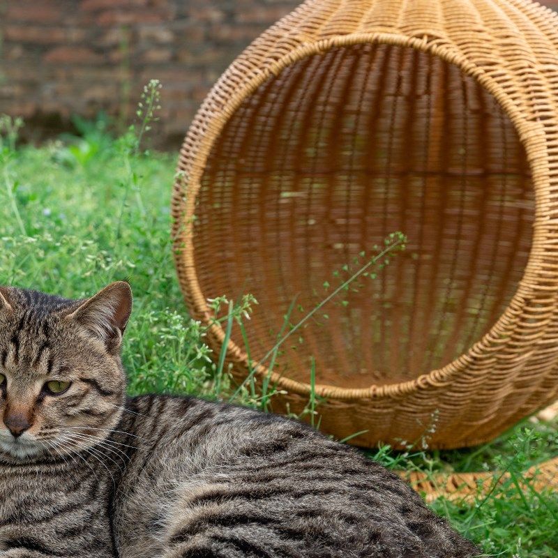 宠物吊床猫窝藤编季通用草编水洗编织床猫咪式吊摇篮