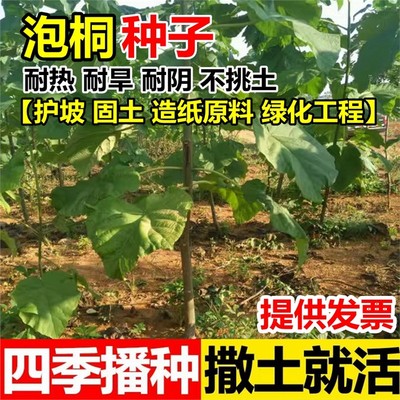 泡桐树种子轻型木质材白花
