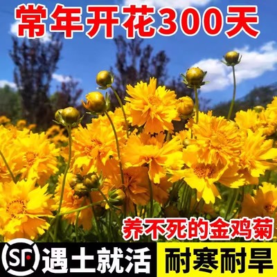 大花金鸡菊种子多年生四季易活