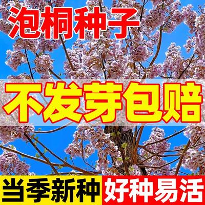 泡桐种子白花四季木水树紫