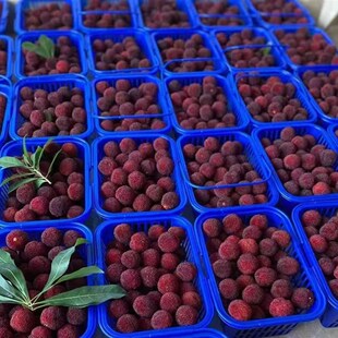 杨梅篮斤装包装快递篮桑葚篮水果篮子樱桃草莓篮子车厘子篮