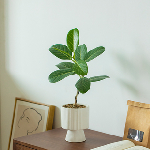高山榕盆栽植物室内客厅创意招财树微盆景办公室桌面好养四季绿植