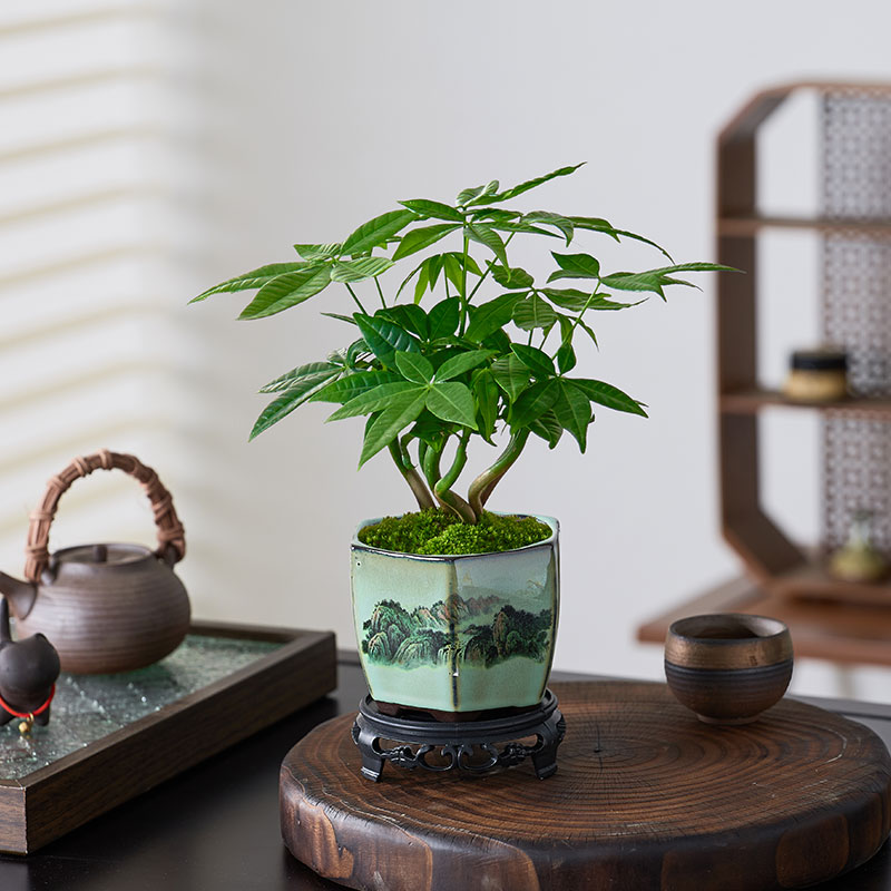 发财树小盆栽室内绿植办公室桌面新中式盆栽好养活四季常青招财树