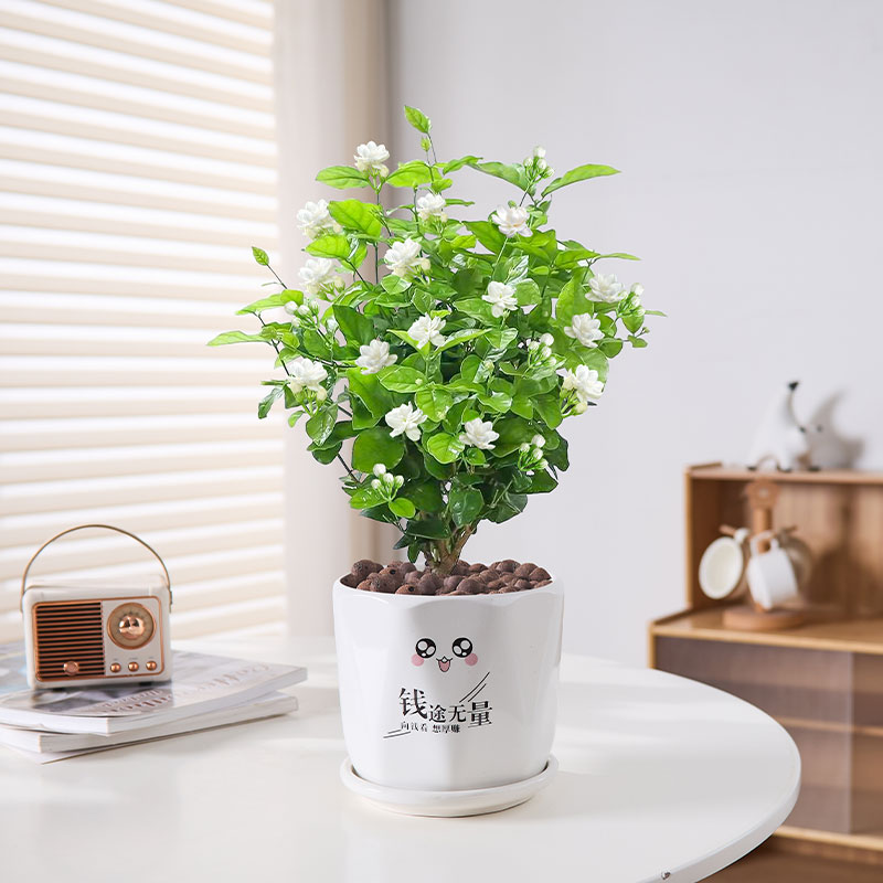 春屿莳里重瓣茉莉花盆栽好养花香