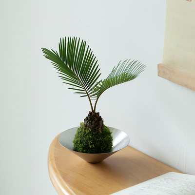 苔藓球铁树盆栽苏铁水培植物