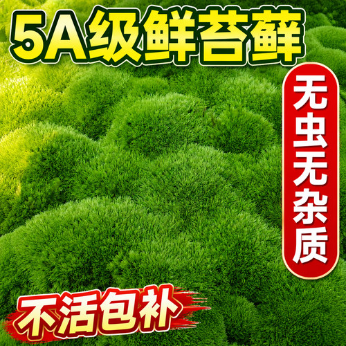 爬宠专用鲜活短绒藓苔藓铺面
