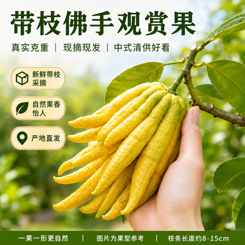 金佛手带枝水培清供桌面绿植