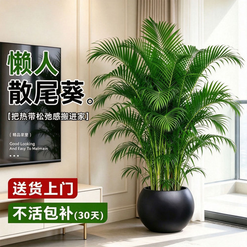 北欧室内大型绿植散尾葵吸甲醛