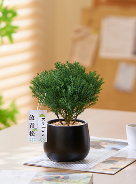 雾松室内盆栽放青松绿植办公室桌面四季好养雾凇网红奶油风小摆件