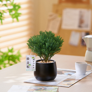 雾松室内盆栽放青松绿植办公室桌面四季好养雾凇网红奶油风小摆件