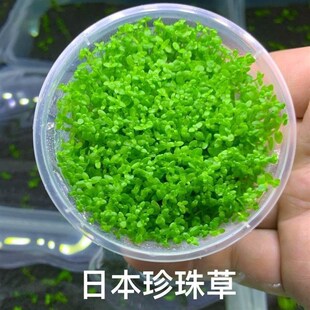 爬地矮珍珠水草无菌杯趴地前景草/水下叶100%自产一间草铺易养