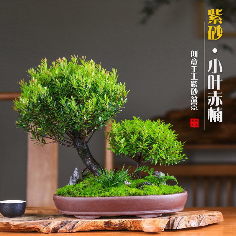 小叶赤楠创意组合紫砂盆景四季常青客厅茶室造型盆栽室内净化空气