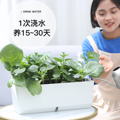 阳台种菜盆家庭种植专用箱楼顶长方形自吸水蔬菜种植盆栽塑料花盆