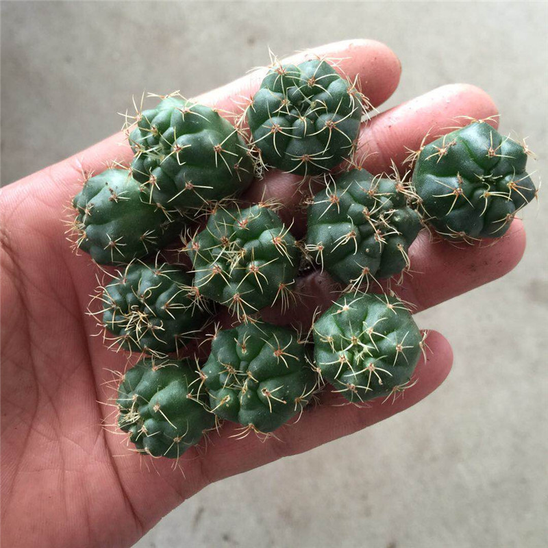 实生仙人球小苗随机组合套餐  星兜多肉植物花卉绯花玉仙人掌开花