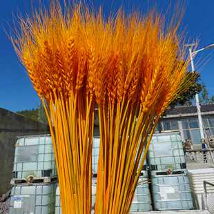 【优选大麦】黄金大大麦大麦麦穗干花篮花束财花招工厂开业新疆包