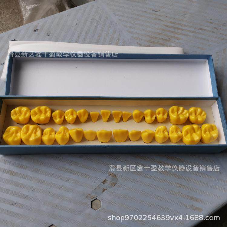 4倍大牙齿模型 恒牙牙冠模具 口腔科教学生雕牙参照 牙齿解刨示范,文具电教/文化用品/商务用品,教学标本/模型,淘宝优惠券,粉丝福利购,淘宝优惠卷