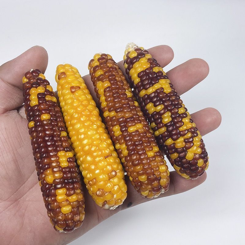 仓鼠磨牙棒小玉米零食小玉米金丝熊花枝鼠兔子龙猫磨牙玉米棒包邮