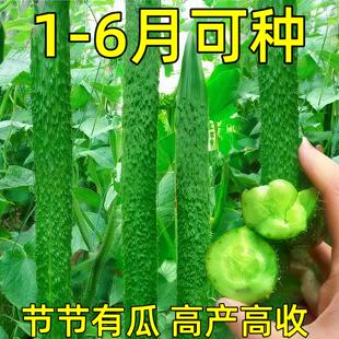 黄瓜种子新品种大全水果春秋四季盆栽高产蔬菜青瓜种籽津研四号孑