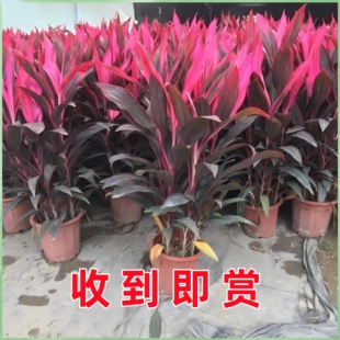 紫竹富贵竹水培植物鸿运竹带根粗杆龙竹客厅招财竹子室内转运绿植